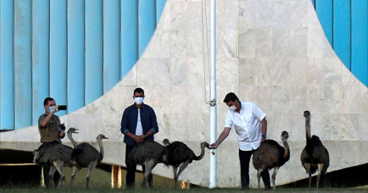 image for Bolsonaro called his isolation from the coronavirus “horrible” and was shortly afterwards bitten by an emu