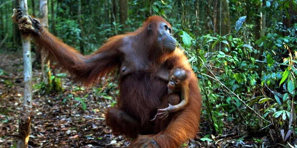 image for Norway Becomes World’s First Country to Ban the Use of Palm Oil in Biofuels to Stop Deforestation