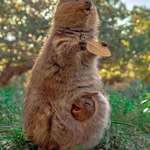 image for 🔥 An elated Quokka mom with her baby