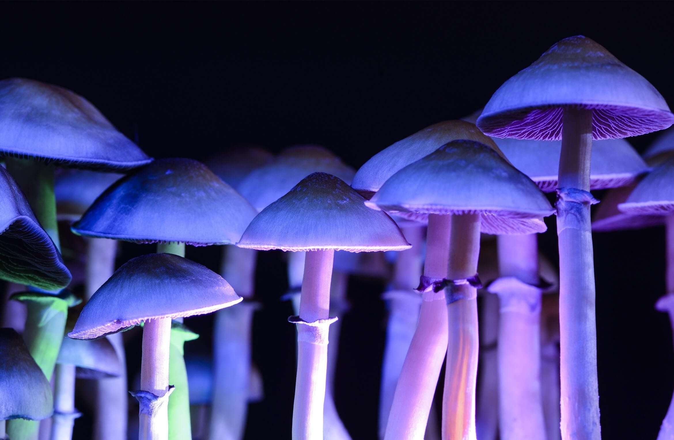 image for New psychedelic research sheds light on why psilocybin-containing mushrooms have been consumed for centuries