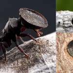 image for A soldier "turtle" ant, which uses its rounded head to block off the nest entrance.