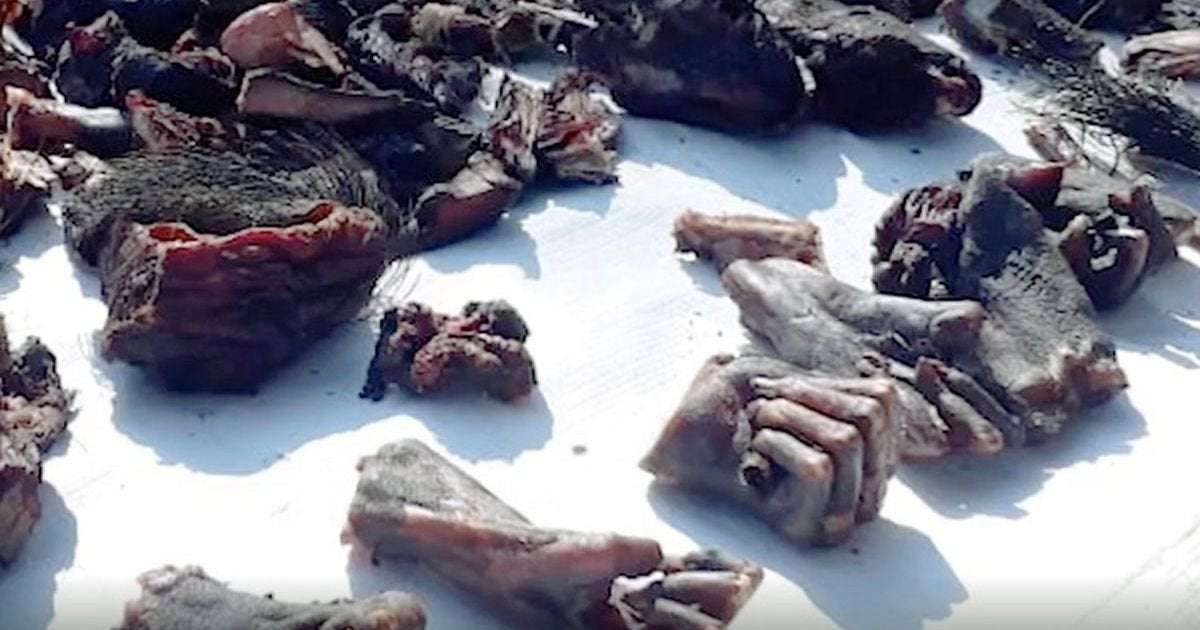 image for India 'wet markets' sell charred monkey hands as dogs wait for slaughter
