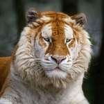 image for A golden tiger. A rare color variation caused by a rare recessive gene