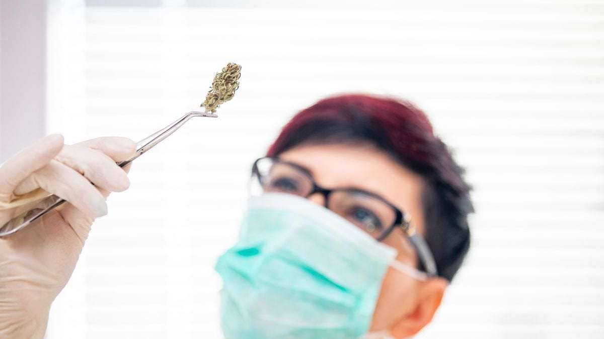 image for Cannabis May Reduce Deadly COVID-19 Lung Inflammation: Researchers Explain Why