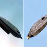 image for Peregrine falcon looks like a B-2 bomber as it dives towards the earth