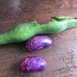 image for 🔥 Found these crazy pink and purple seeds inside our runner bean plant.