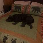 image for Dog on bear blanket