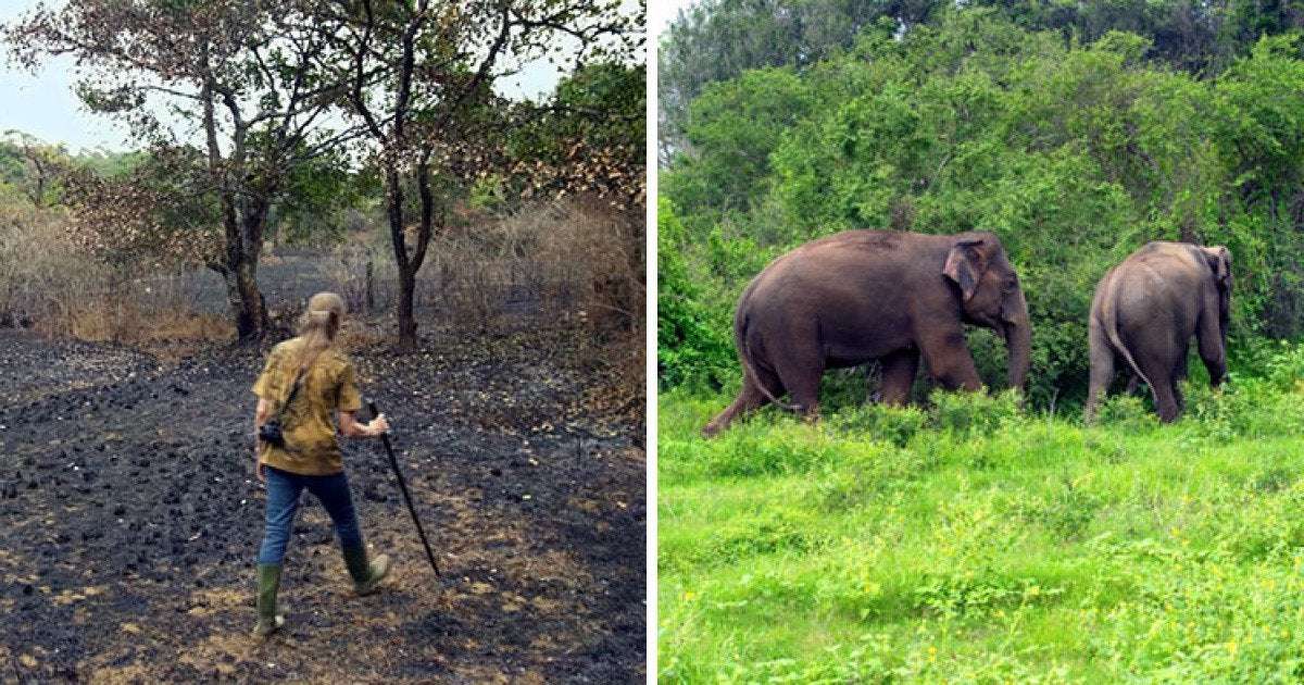 image for Couple Spends 26 Years Replanting A Rainforest They Bought In 1991, And Here’s How It Looks Today