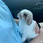 image for My girlfriend’s new bunny, Korra