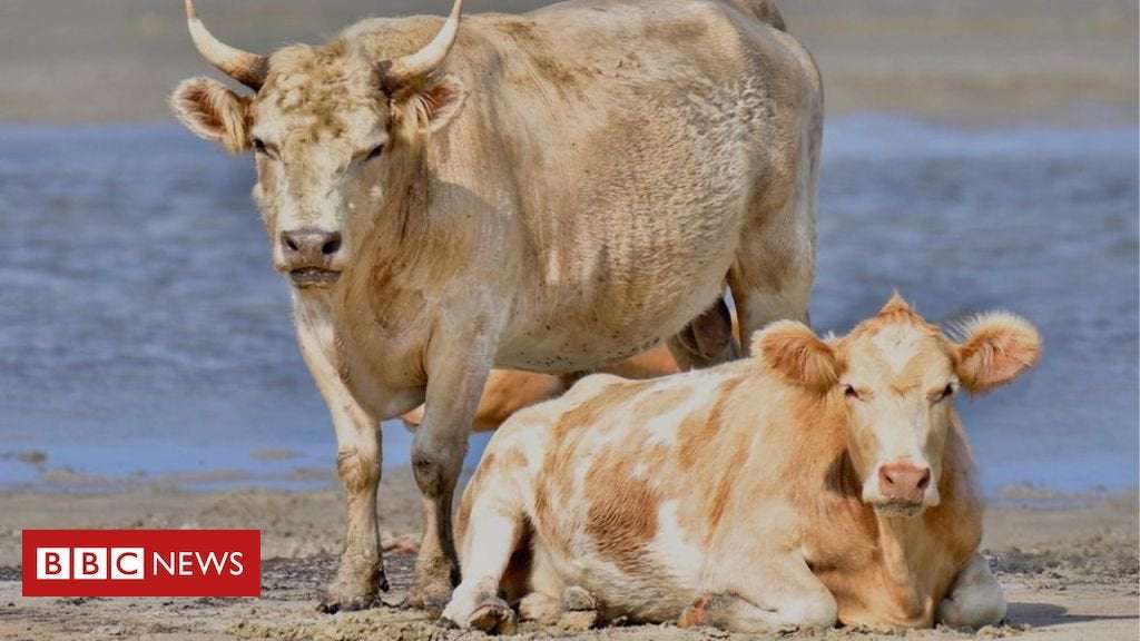 image for Cows swept away by Hurricane Dorian found alive in North Carolina