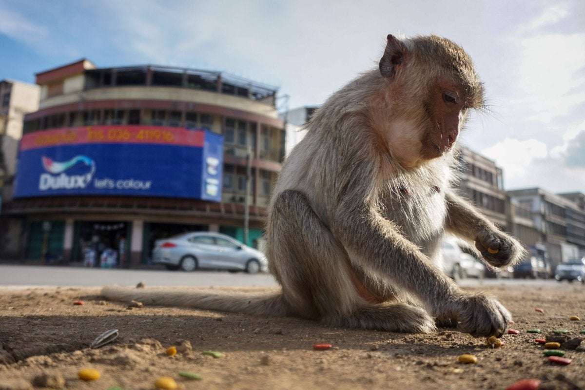 image for Thousands of sex-mad monkeys overrun city and eat themselves to death as cops admit they are powerless to control them