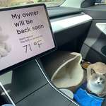image for Car rides with kitty