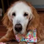 image for Oldest Golden Retriever is twice the age of its life expectancy and still going!