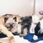 image for Scarlett the cat and her kittens. In 1996, this extraordinarily brave cat went back into a burning building several times carrying each of her kittens back out. That's a badass cat.