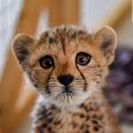image for A very fine cheetah