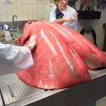 image for The incredible size of a horses lungs (fully inflated)