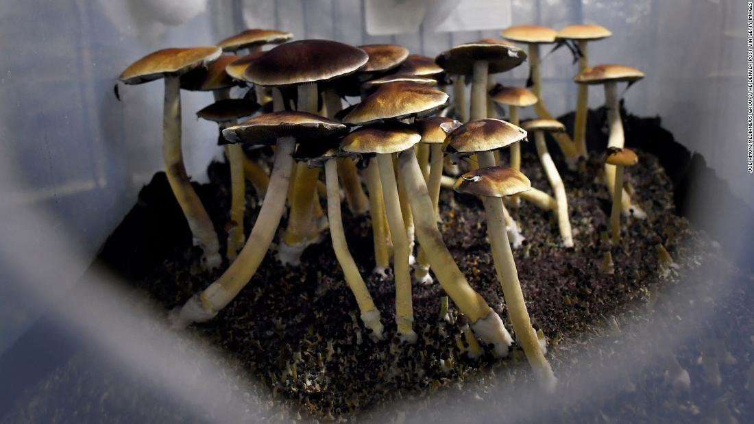 image for Canada approves psychedelic mushroom treatment for 4 terminally ill patients