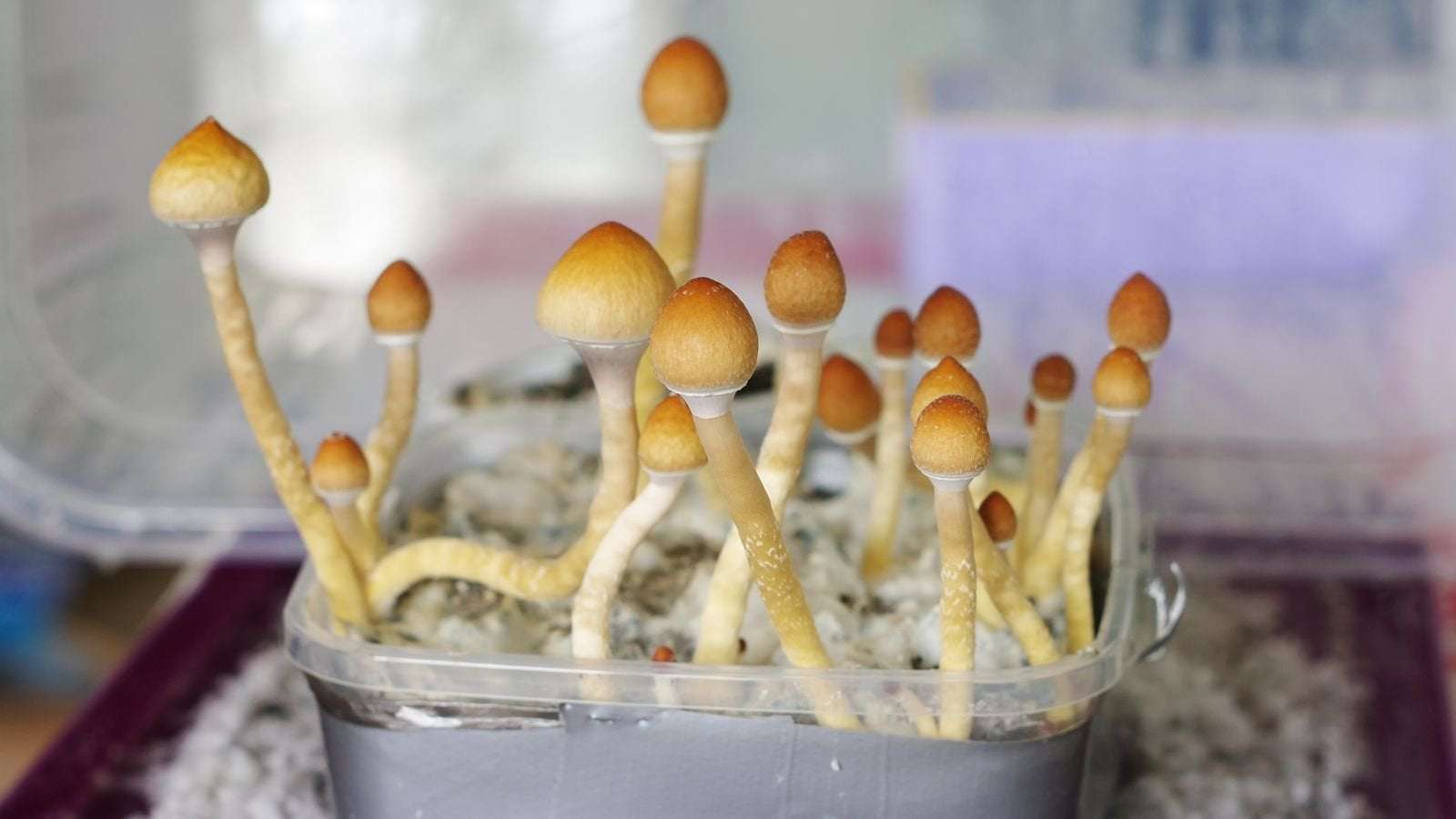 image for Terminally ill Canadians win right to use magic mushrooms for end-of-life stress