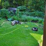 image for Moose taking an afternoon nap in my Dad's garden.