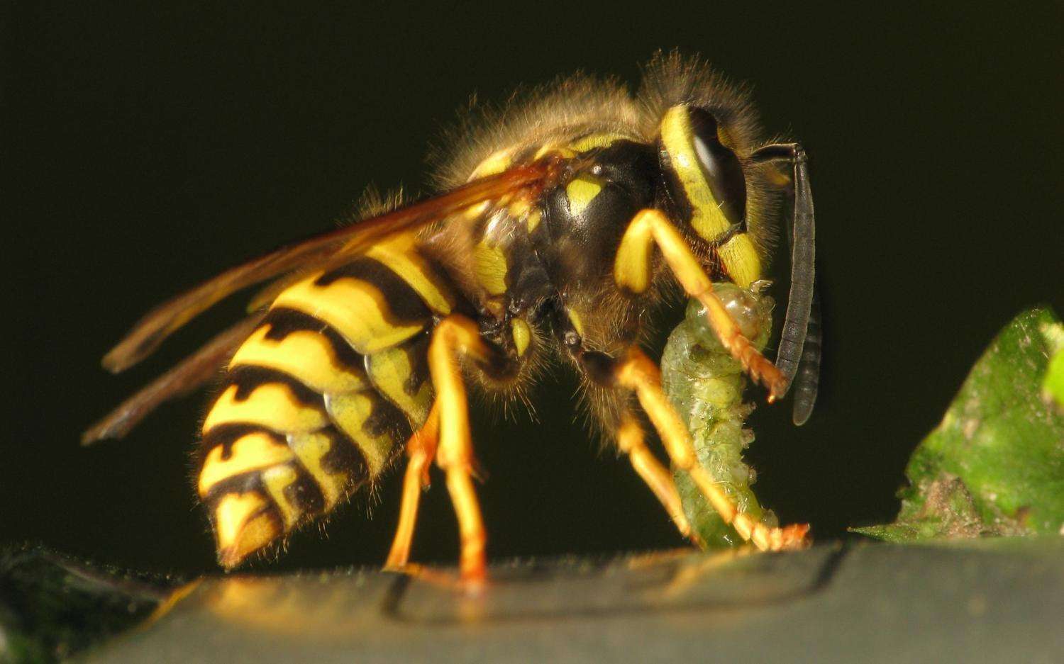 image for Call for arms and stings: Social wasps use alarm pheromones to coordinate their attacks
