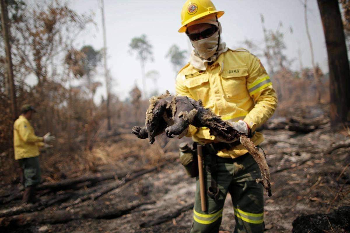 image for Brazil's Bolsonaro calls surging Amazon fires a 'lie'