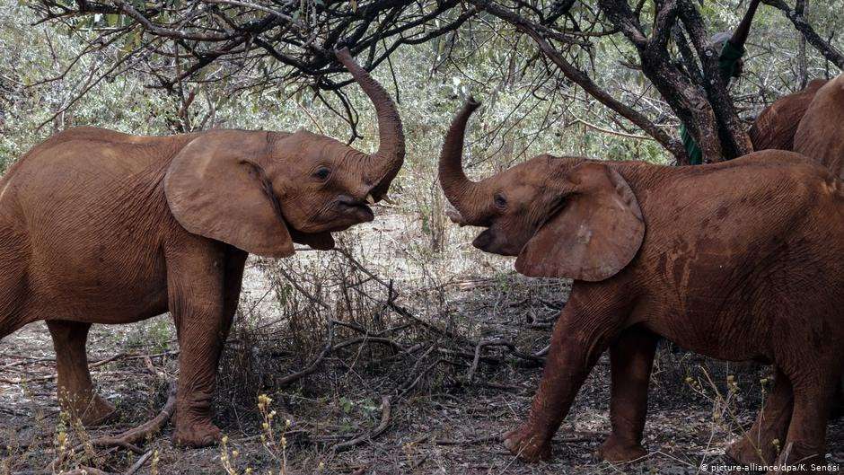 image for Kenya's elephant numbers double over three decades