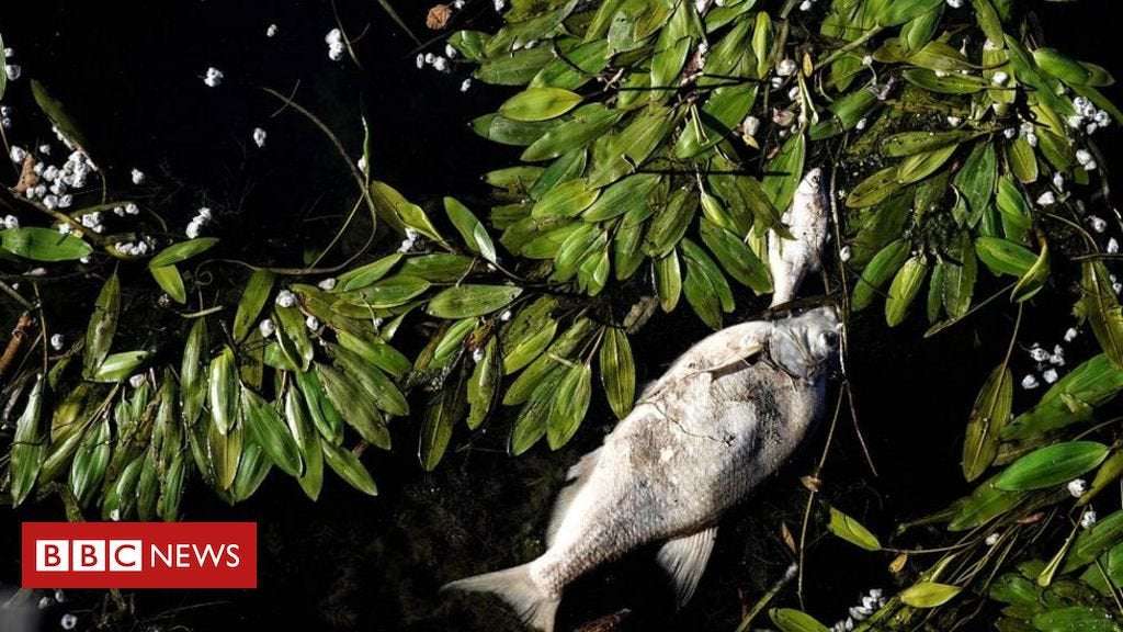 image for Nestlé sued over tonnes of dead fish in French river