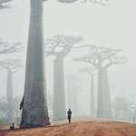 image for Baobabs in the mist. Madagascar
