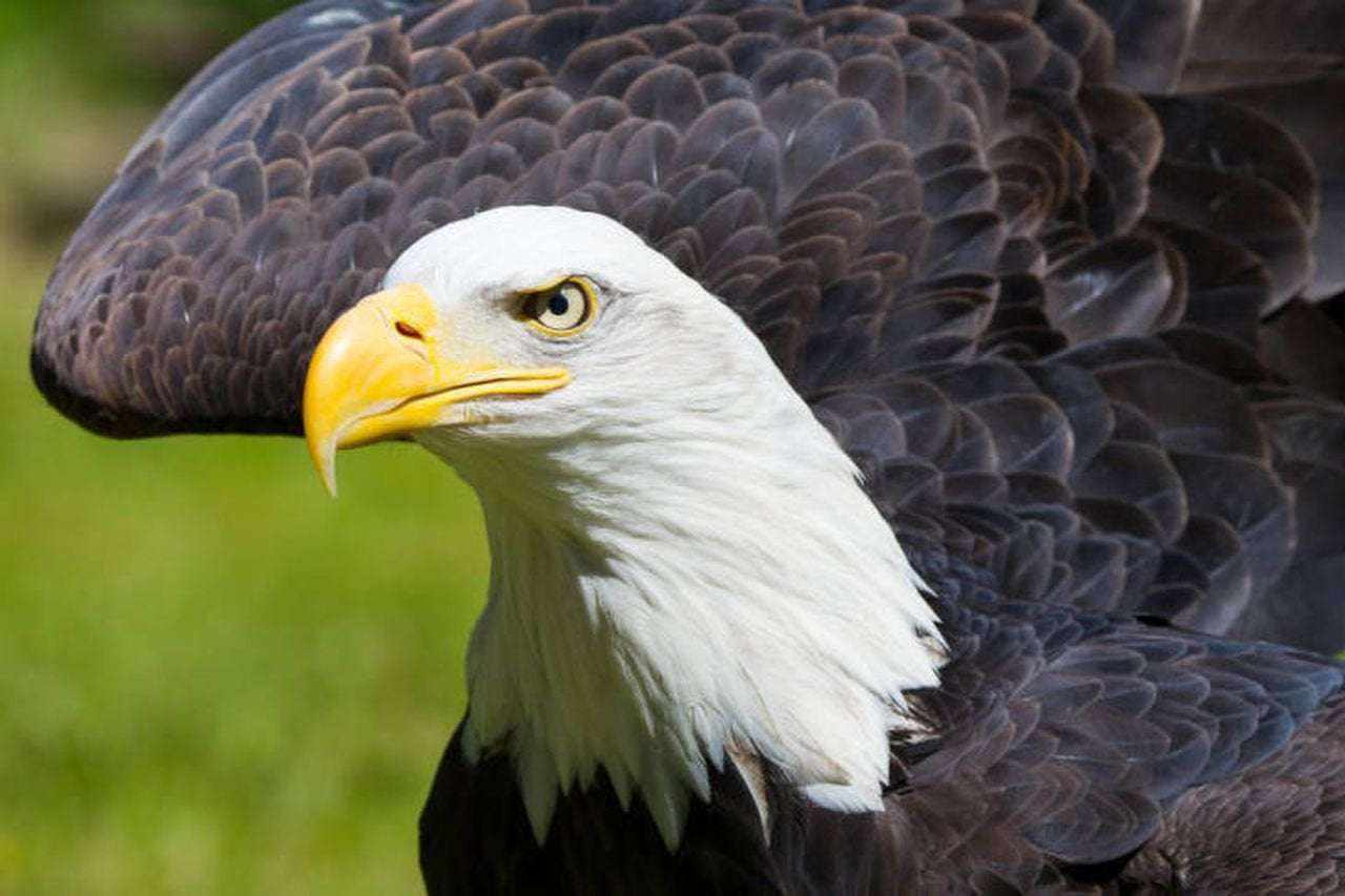 image for Bald eagle attacks state’s $950 drone in U.P., sends it to bottom of Lake Michigan