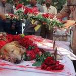 image for Zanjeer The Golden Labrador, saved thousands of lives during Mumbai serial blasts in March 1993 by detecting more than 3,329 kgs of the explosive RDX 600 detonators, 249 hand grenades and 6406 rounds of live ammunition. He was buried with full honors during a ceremony.