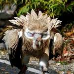 image for Himalayan Griffon vulture showing off its fake eyes