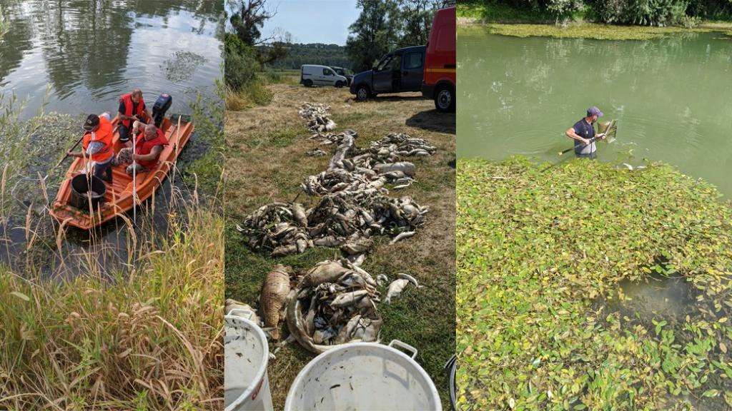 image for Tonnes of dead fish cleaned from French river after Nestlé spill: 'A spectacle of desolation'