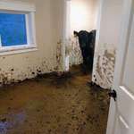 image for A handful of cows found their way into a newly built home and lived in it for a month before being noticed. Shows it can always be worse!