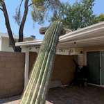 image for In Arizona it's illegal to cut down a saguaro cactus. Last night this precious 15-foot piece of protected wildlife destroyed my roof :/
