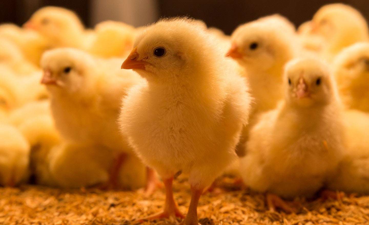image for USPS changes blamed for deliveries of thousands of dead chicks: 'We've never had a problem like this before'