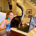 image for The cat loves to show her @ during the daughter’s virtual clASSes.