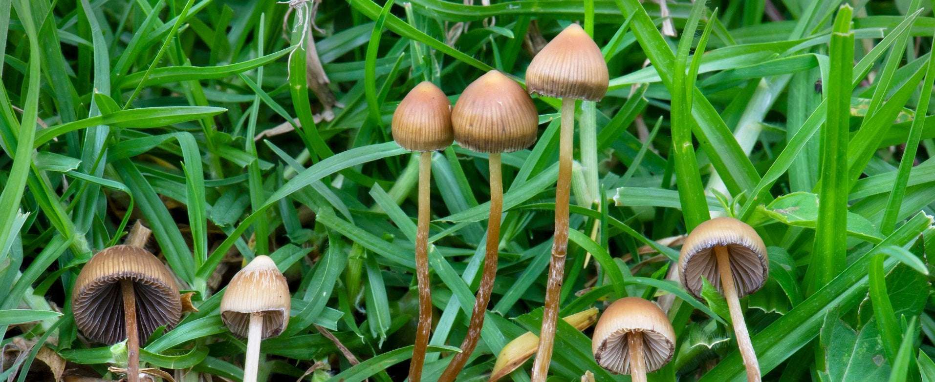 image for Magic Mushrooms – The Future of Freedom Foundation