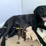 image for My foster mama Ellie had her babies yesterday - apparently she came with a whole lab sampler pack!
