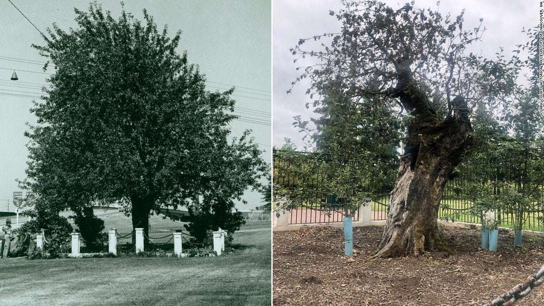 image for A 194-year-old apple tree, the matriarch of the Northwest apple industry, has died