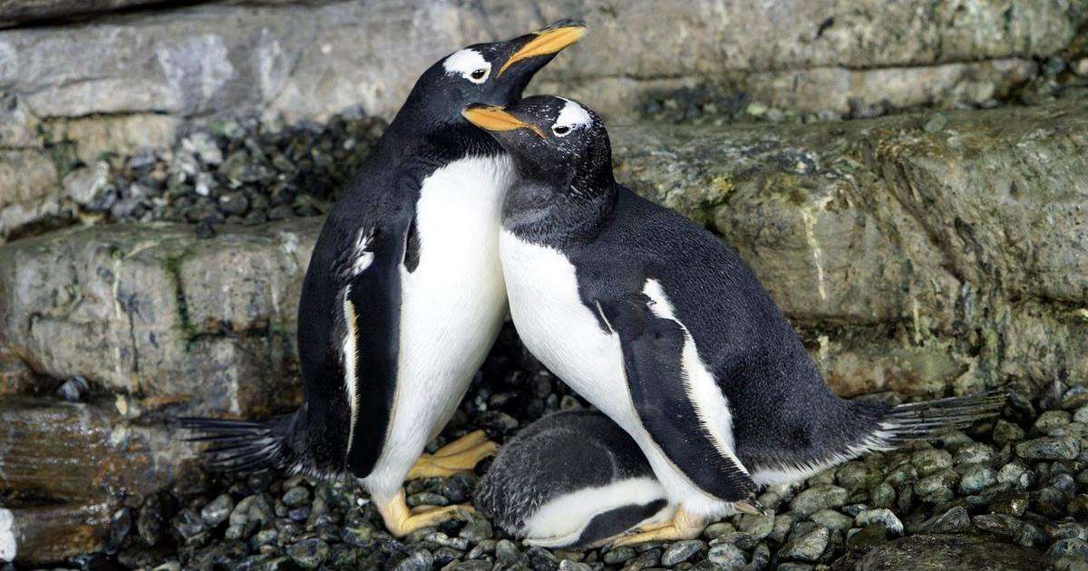 image for Same-sex penguin couple welcomes baby chick after adopting and hatching an egg together