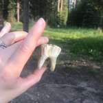 image for Found a moose tooth in the creek