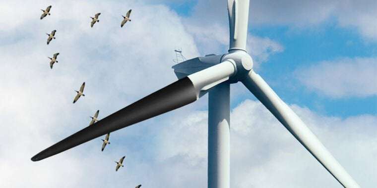 image for Bird deaths down 70 percent after painting wind turbine blades