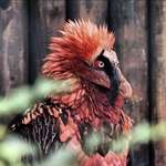 image for To the person who said black cockatoos are the most metal bird, I bring you, the bone eating bearded vulture