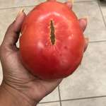 image for The tomato we grew looks like Sauron’s eye