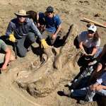 image for A 3,000 pound Triceratops skull was excavated in South Dakota today