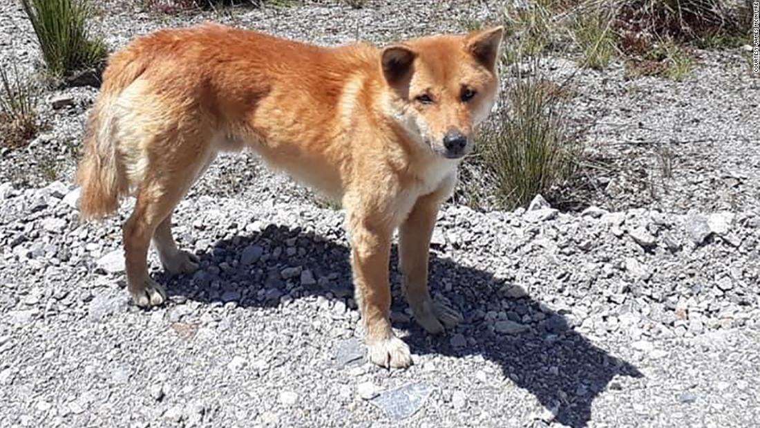 image for Rare 'singing' dog, thought to be extinct in wild for 50 years, still thrives