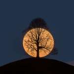 image for Full moon behind a tree