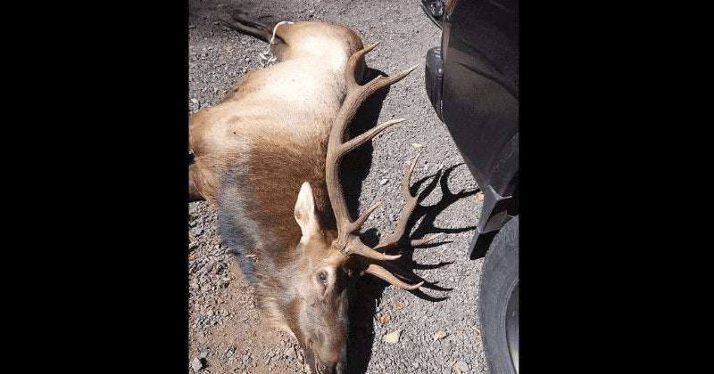 image for Oregon hunter, 66, gored to death by bull elk he had shot and injured with an arrow the previous day