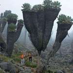 image for Giant Groundsels, prehistoric plants found on top of Mt Kilimanjaro.