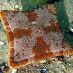 image for A square starfish due to birth defects